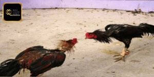 বাহ্যিক চেহারা এবং শক্তি বিশ্লেষণ