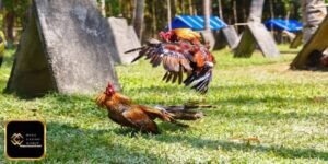 সঠিক মোরগ লড়াইয়ের বাজি -পদক্ষেপ ১: আগামী ম্যাচ সম্পর্কে তথ্য সংগ্রহ করুন