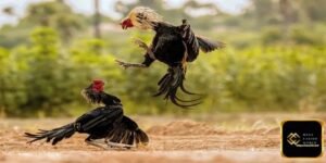 মোরগ লড়াইয়ের বাজি কী?